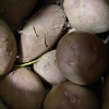 鲜贝达 红皮土豆5斤大果[单果120-500g]晒单图