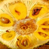 [西沛生鲜]海南黄肉菠萝蜜 新鲜水果 香甜可口 1个 净重25-30斤装 西沛水果晒单图