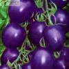 津沽园艺 蔬菜种子 紫番茄种子 紫圣果番茄品种 菜园种植 约20粒/包