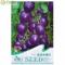 津沽园艺 蔬菜种子 紫番茄种子 紫圣果番茄品种 菜园种植 约20粒/包
