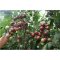 我要发芽 蔬菜种子 黑樱桃番茄种子 台湾引进圣女果 小番茄 味甜多汁 不易裂果 阳台庭院大田均可种植 无限生长30粒/包