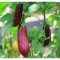 我要发芽 蔬菜种子 秀花长茄种子 花皮茄子 彩色茄瓜籽少 抗老化 抗病性强 20粒/包