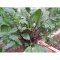 我要发芽 蔬菜种子 红菜苔种子 紫菜薹 芸菜苔可阳台盆栽 50粒/包