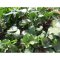 我要发芽 蔬菜种子 红菜苔种子 紫菜薹 芸菜苔可阳台盆栽 50粒/包