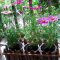 津沽园艺 花卉种子 波斯菊种子格桑花 室内阳台小盆栽易种花种子 约100粒 1包