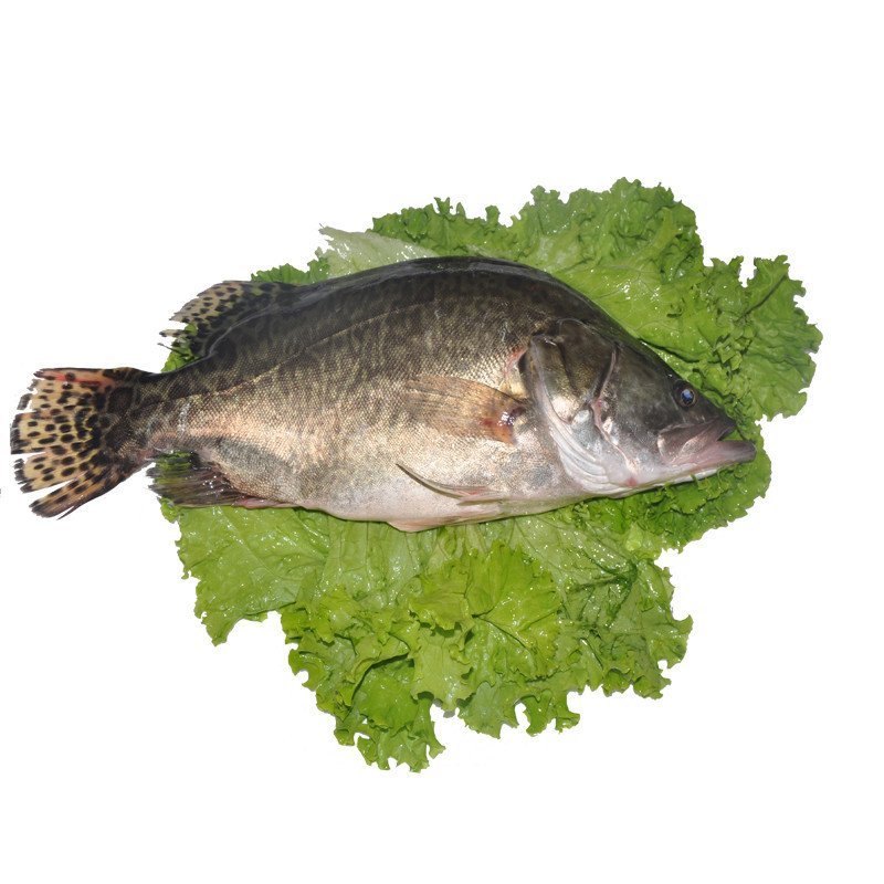 广东鲜活桂鱼700g750g1条桂花鱼鲜活海鲜北京5环包活