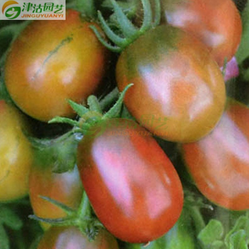 蔬菜种子 水果番茄种子 巧克力番茄 阳台盆栽约20粒