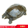 [苏宁易购超市]蟹灵阁 阳澄湖原生态甲鱼600g-700g 鲜活甲鱼 鳖1.2斤-1.4斤