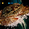 海洋岛HAIYANGDAO 斯里兰卡进口飞蟹 3只（200g-250g/只 ）冷冻梭子蟹 海鲜水产 蟹类 袋装 坏单包赔