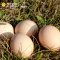 天农优品(TINOO S DELICIOUS) 清远 初生蛋 30枚/箱 约750g 农家散养清远鸡土鸡蛋初生蛋