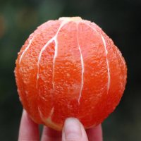 宜昌脐橙1斤秭归新鲜红肉脐橙手剥橙水果批发