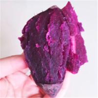 苏众(SU ZHONG) 蔬菜类 紫薯