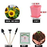 五款盆栽植物花卉种子 多年生 阳台种植四季易种活