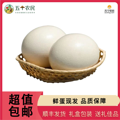 [五个农民] 大号2.5斤装鸵鸟蛋 自产自销 新鲜发货 超大蛋