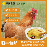 [五个农民] 400天产蛋黄油老母鸡1100g 无抗 养足400天 鸡肉黄油丰富
