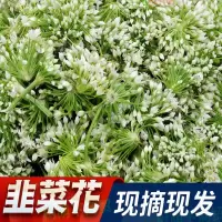 天生好果韭菜花简装 新鲜蔬菜2KG配送