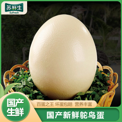 [苏鲜生]顺丰快递 新鲜鸵鸟蛋 3斤/个 食用超大蛋可 鲜蛋送礼雕刻 大蛋 营养丰富