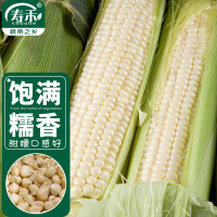 寿禾甜糯玉米种子白粒软糯蔬菜籽 密甜糯2号玉米种子100g*3袋(大规格)