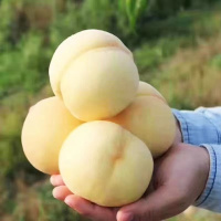 鲜贝达 山东蒙阴奶油白桃净重4.5斤装[单果180g左右]桃子