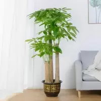 融帮 发财树 大型植物树办公室内客厅绿植