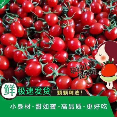 五个农民 圣女果 小番茄 2.5千克 爆汁爽口 色泽鲜红
