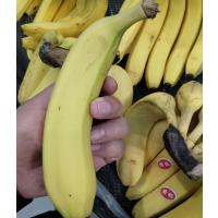 香蕉。当季新鲜水果,袋装发货