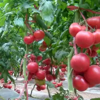 番茄种子种籽 番茄苗 6棵