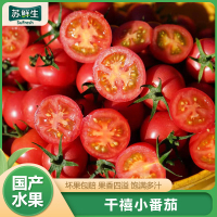 [苏鲜生]新鲜千禧小番茄 净重3斤 现摘番茄水果自然熟孕妇蔬菜西红柿生吃千禧小番茄