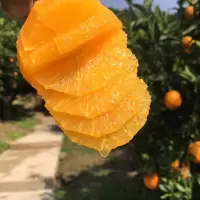 水果 伦晚脐橙现摘现发应季时鲜水果春橙