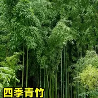 绿化树苗竹子苗(不含盆,修剪发货)[四季精品青竹]10棵四季青竹粗1cm+专用肥