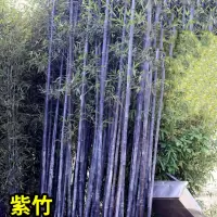 绿化树苗竹子苗(不含盆,修剪发货)[紫气东来]5棵紫竹粗1.5cm+专用肥