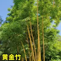 绿化树苗竹子苗(不含盆,修剪发货)[精品黄金竹]5棵黄金竹粗2cm+专用肥