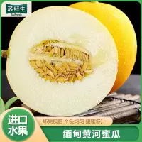 [苏鲜生]缅甸黄河蜜瓜 白肉蜜瓜 6-7斤装 香甜可口 新鲜水果应季1