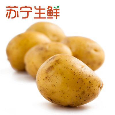 【苏宁生鲜】山东小土豆500g 禽蛋蔬菜