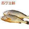 【苏宁生鲜】海天下东海大黄鱼350g