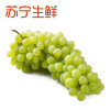 【苏宁生鲜】新疆无核白葡萄1kg 新鲜水果 国产