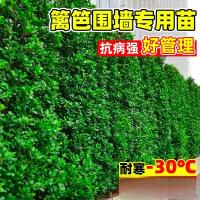 新鲜生活 绿篱冬青树苗直立篱笆墙庭院围墙植物 四季常青耐寒绿篱 50颗 30-40cm高
