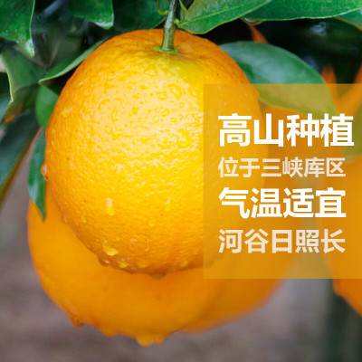 企采严选 新鲜橙子秭归脐橙 伦晚脐橙现摘现发应季时鲜水果春橙 5个 大果