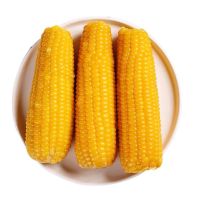 黄糯玉米 8支装 220g/支 新鲜黄玉米非转基因玉米真空装