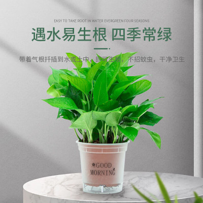 晟泰邦 绿萝盆栽室内花卉植物吸除甲醛绿植25束含早安白盆吸水6盆