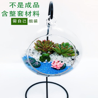 小窝厘 微景观生态玻璃瓶多肉苔藓DIY材料包10cm吊瓶(起订量:10套)