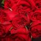 春舞枝 鲜花速递 19枝玫瑰盒装花 生日祝福鲜花 创意礼品 全国配送