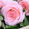 春舞枝 19朵粉玫瑰礼盒全国北京上海深圳同城配送鲜花速递