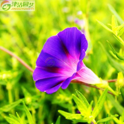 津沽园艺 花卉种子 花种子 喇叭花种子 大牵牛 紫色 约20粒
