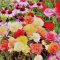 津沽园艺 花种子 多年生花卉种子组合 混色 花卉种子 花园阳台种植100粒