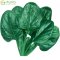 津沽园艺 蔬菜种子 翠绿大圆叶菠菜种子 圆叶菠菜种子 约40克