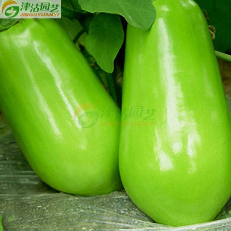 津沽园艺 蔬菜种子 茄子种子 绿宝石 绿茄种子 原装约10克