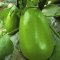 津沽园艺 蔬菜种子 茄子种子 绿宝石 绿茄种子 原装约10克