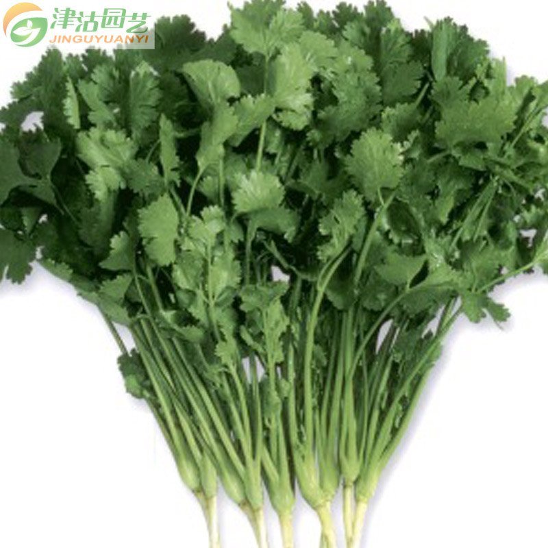 津沽园艺 蔬菜种子 意大利香菜 原装约20克/包 叶色深绿香味浓 家庭阳台种菜