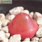 包邮 多肉植物 红灯泡富士山 红色肉肉 珍稀品种 两年苗 室内花卉桌面阳台绿植迷你型0.6cm左右